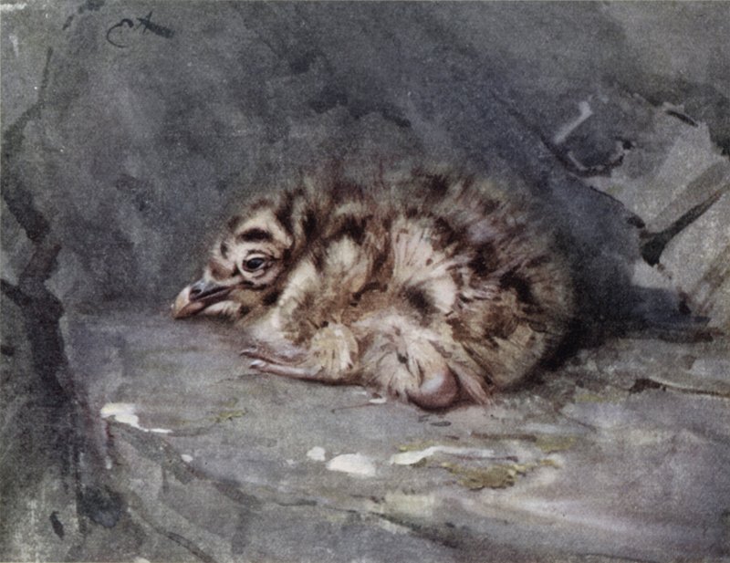 Fiatal feketehátú sirály alkotó: Edwin John Alexander