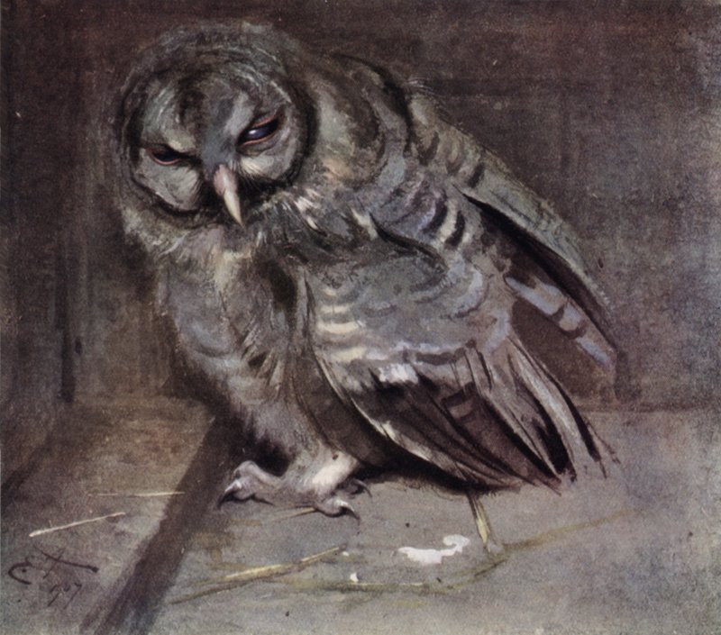 Fiatal barna bagoly alkotó: Edwin John Alexander