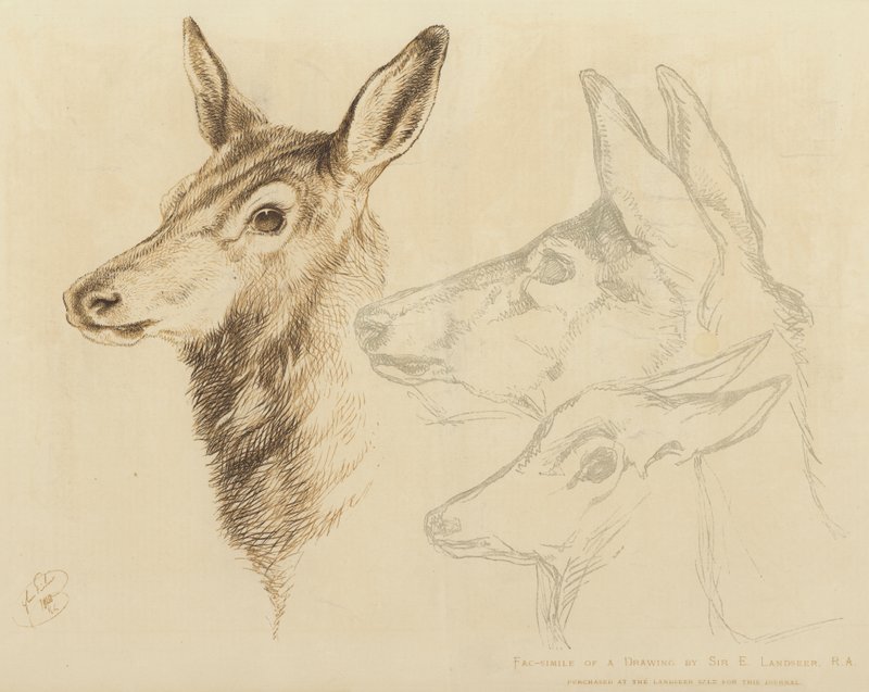 Sir E Landseer, RA rajzának fakszimiléje alkotó: Edwin Landseer