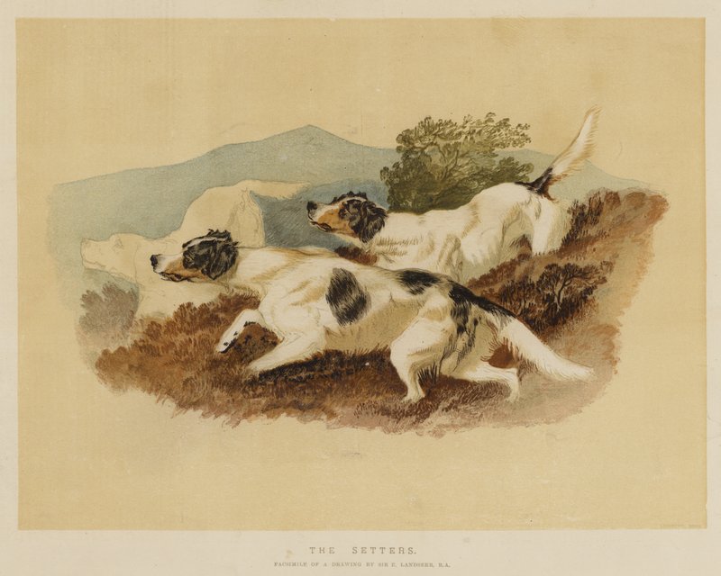 A szetterek alkotó: Edwin Landseer