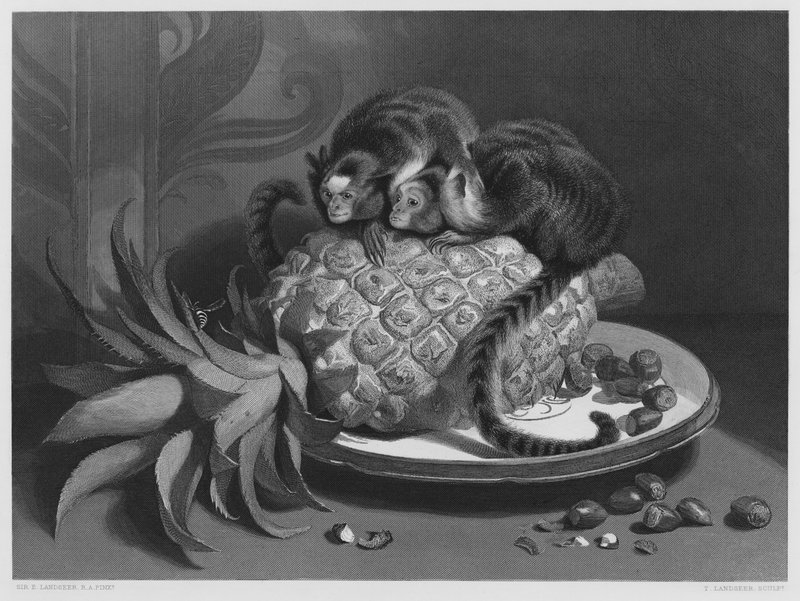 Marmozettek, a képről a Királyi Gyűjteményben (metszet) alkotó: Edwin (after) Landseer