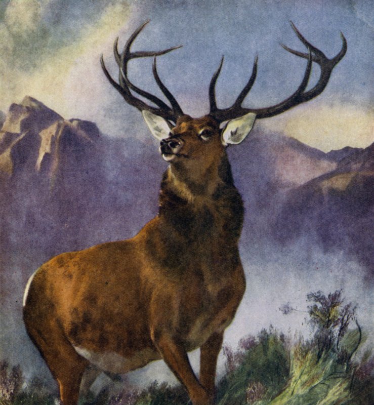 A Glen uralkodója (színes litó) alkotó: Edwin (after) Landseer