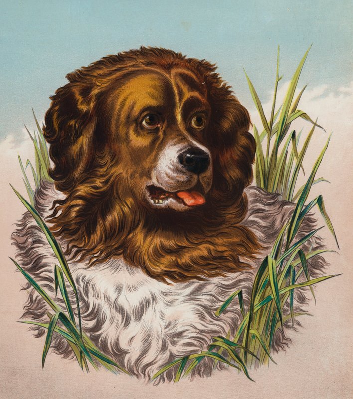 The Newfoundland (színes litográfia) alkotó: Edwin (after) Landseer
