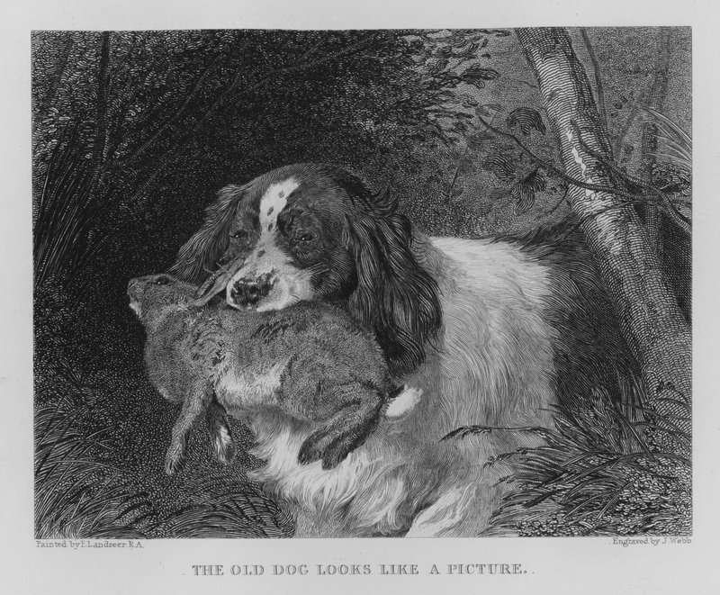 Az öreg kutya úgy néz ki, mint egy kép (metszet) alkotó: Edwin (after) Landseer