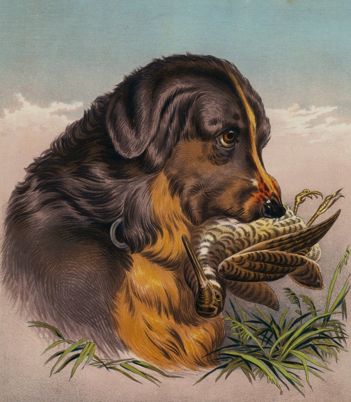 A retriever (színes litográfia) alkotó: Edwin (after) Landseer