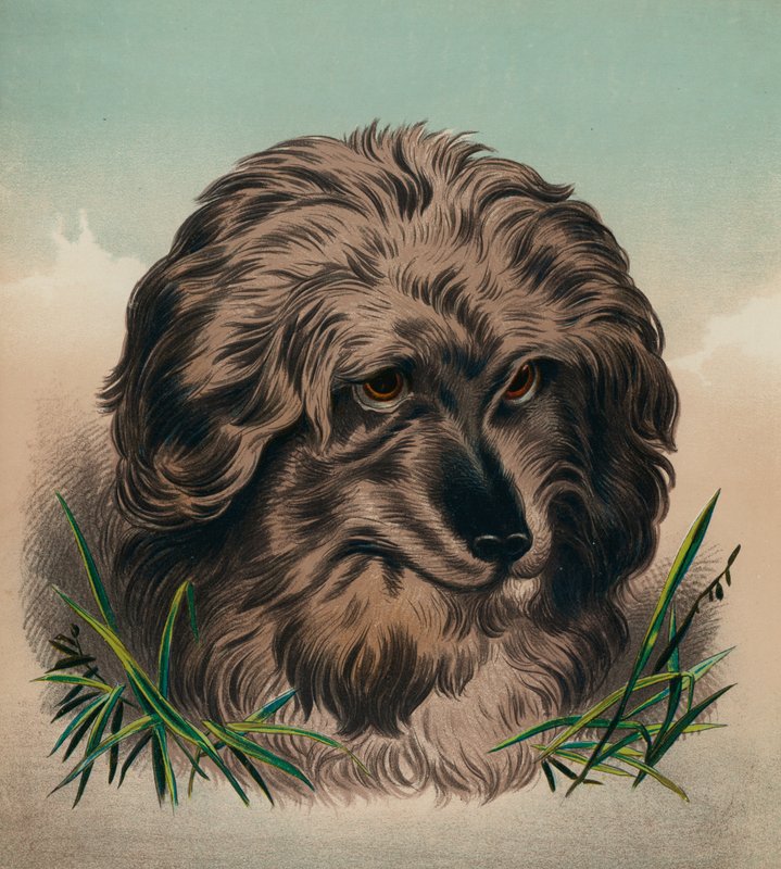 Skye Terrier (színes litográfia) alkotó: Edwin (after) Landseer