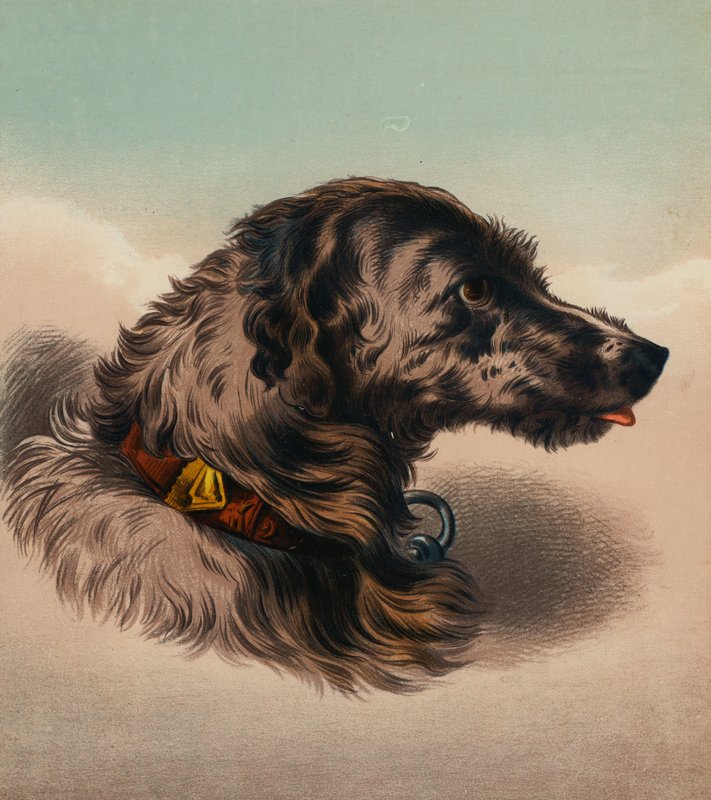 A szarvasbika () (színes litográfia) alkotó: Edwin (after) Landseer