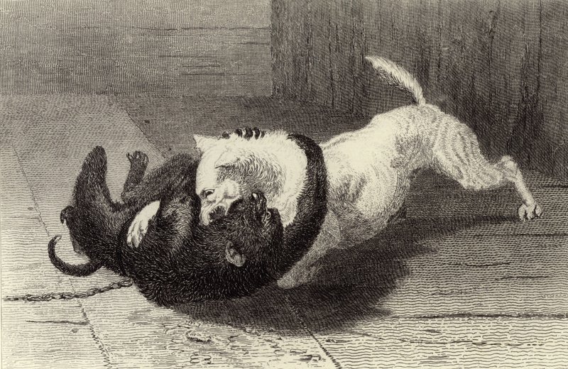 X. példa: Kutya harc a majommal alkotó: Edwin Landseer