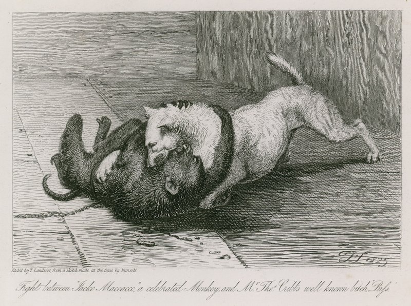 Harc Jacco Macacco, egy híres majom és Thomas Cubb úr ismert szukája, Puss között. alkotó: Edwin Landseer
