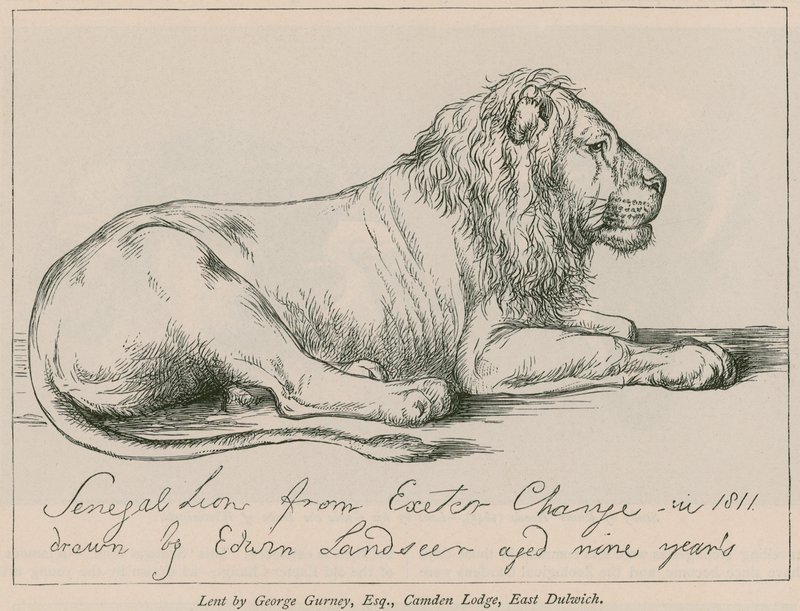 Szenegáli oroszlán az Exeter Change-től alkotó: Edwin Landseer