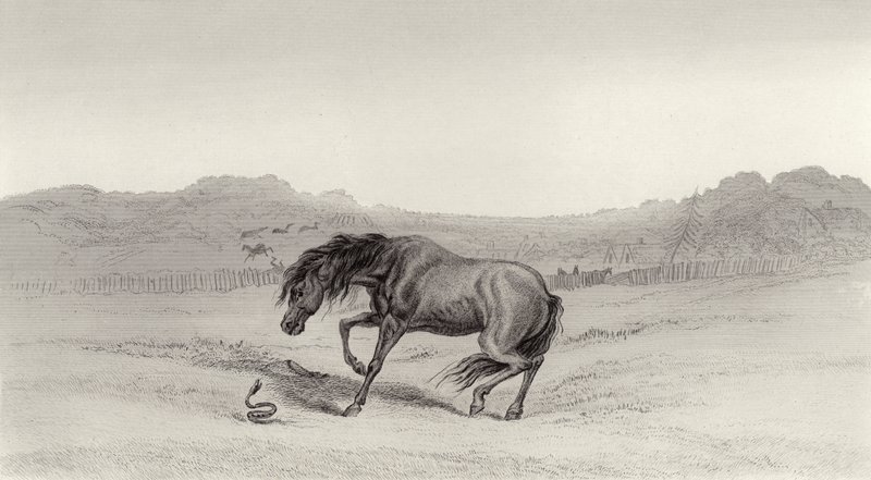 Megriadt! alkotó: Edwin Landseer