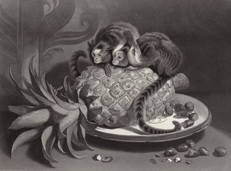 A Marmozetek alkotó: Edwin Landseer