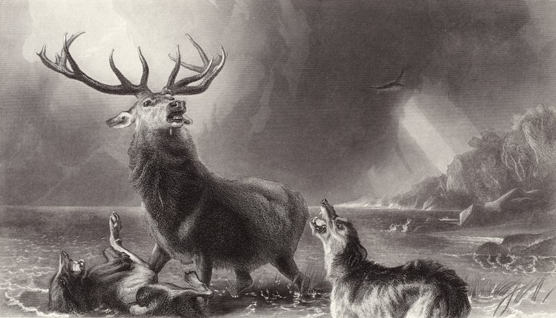The Stag at Bay alkotó: Edwin Landseer