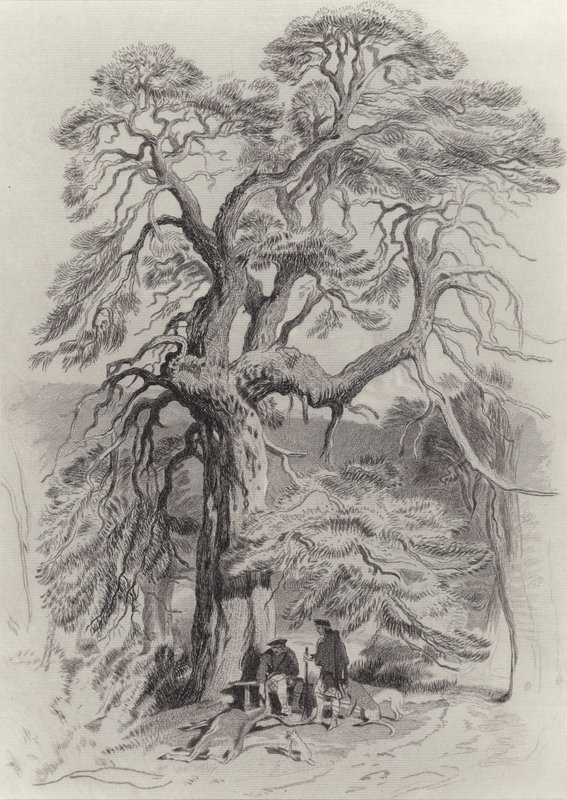 Az öreg fenyő alatt alkotó: Edwin Landseer