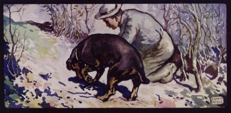 Egy angol szarvasgomba-vadász kutya (színes litho) alkotó: Edwin Noble