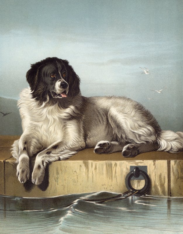 A Humán Társaság kitüntetett tagja alkotó: Edwin after Landseer