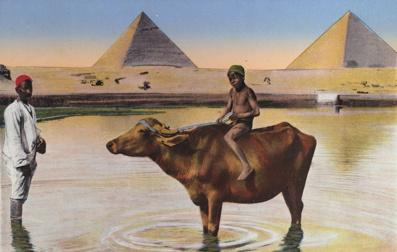 Kairó, piramisok és bivalyok a Níluson (színes fotó) alkotó: Egyptian Photographer