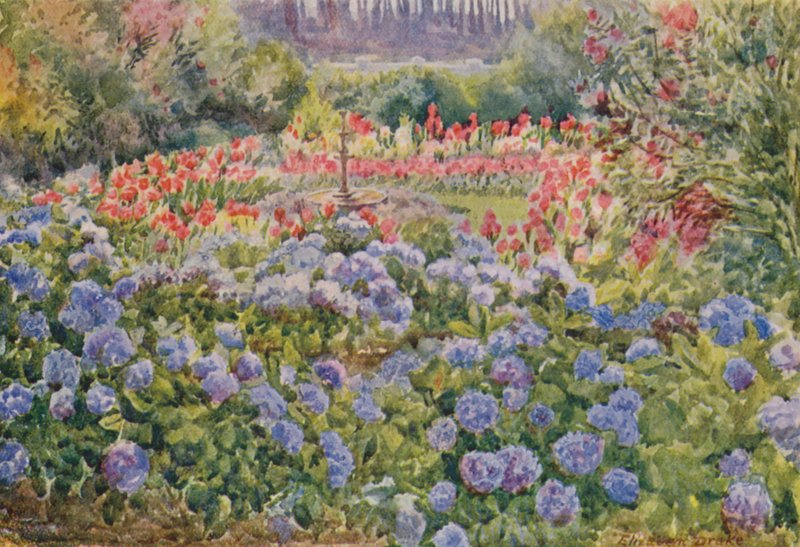 Kék hortenzia és rózsaszín kanna, Alphen, Wynberg (színes litográfia) alkotó: Elizabeth Drake