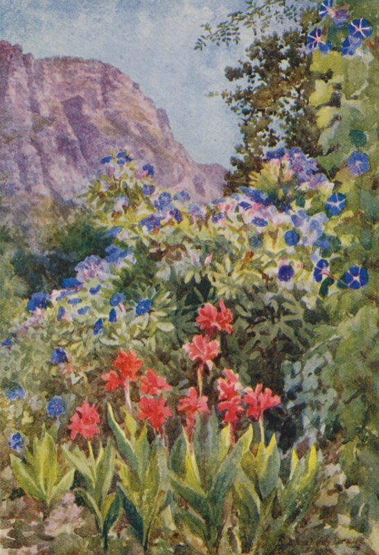 Kék Ipomoea és Cannas, Bishopscourt, Fokváros közelében (színes litográfia) alkotó: Elizabeth Drake