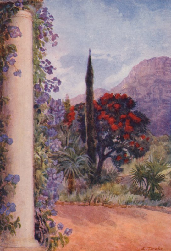 Sötétvörös eukaliptusz és Solanum Wendlandii a Paradise-ban, Claremont (színes litográfia) alkotó: Elizabeth Drake