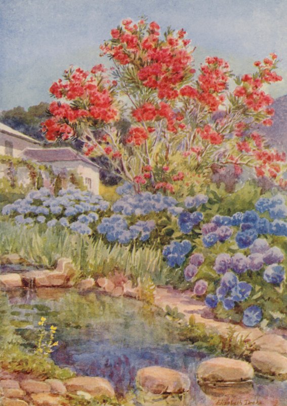 Hortenziák a vízparton, Bishopscourt, Fokváros közelében (színes litográfia) alkotó: Elizabeth Drake