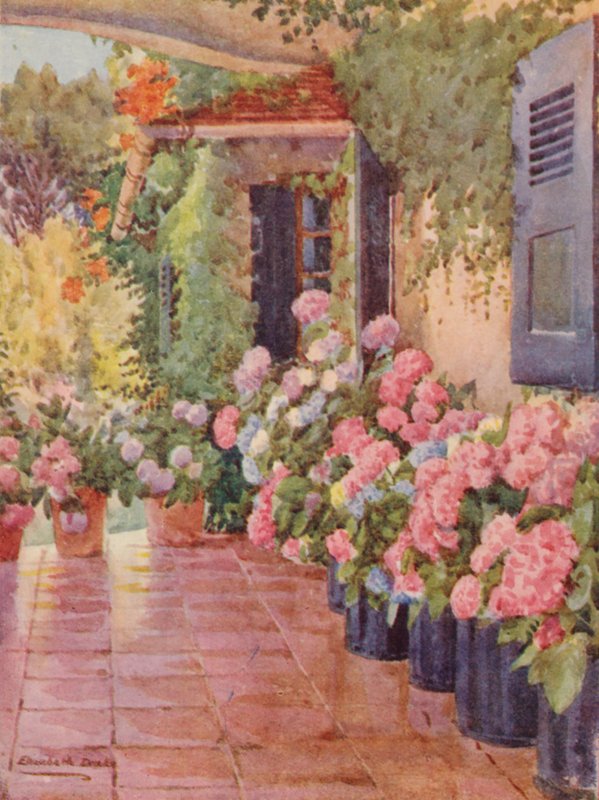 Hortenziák a lépcsőn, Paradise, Claremont (színes litográfia) alkotó: Elizabeth Drake