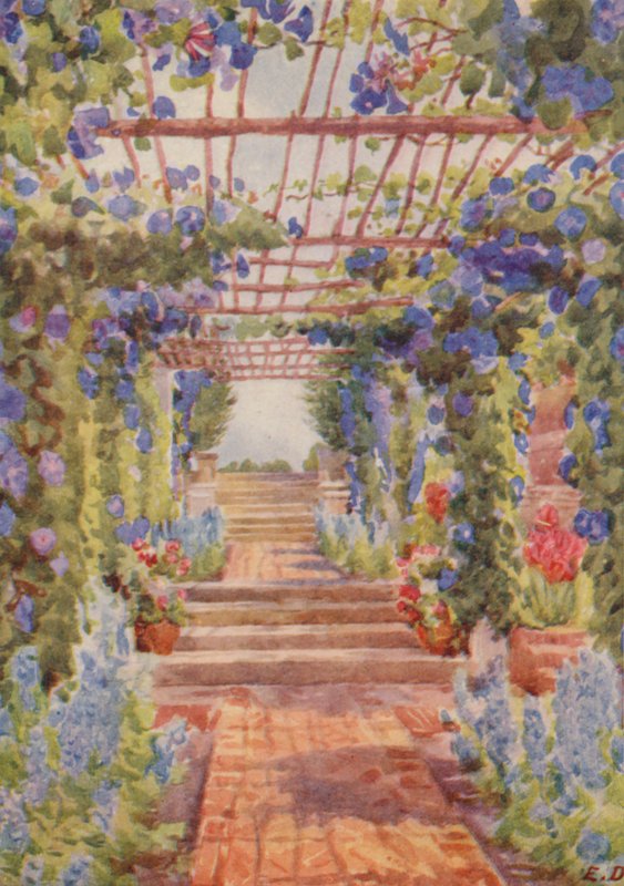 Kék Ipomoea Learii de Grendel, Tygerberg (színes litográfia) alkotó: Elizabeth Drake