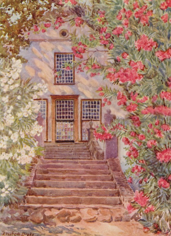 Rózsaszín és fehér oleander, Alphen, Wynberg (színes litográfia) alkotó: Elizabeth Drake