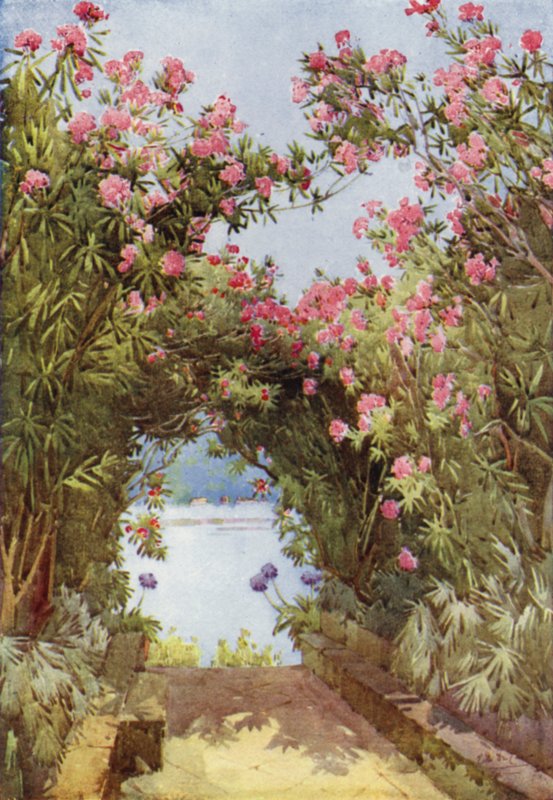 Oleanderek, Isola Madre, Maggiore-tó (színes litho) alkotó: Ella Du Cane