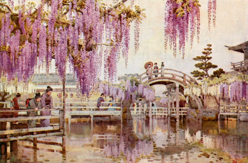 Wistaria, Kameido (színes litho) alkotó: Ella Du Cane