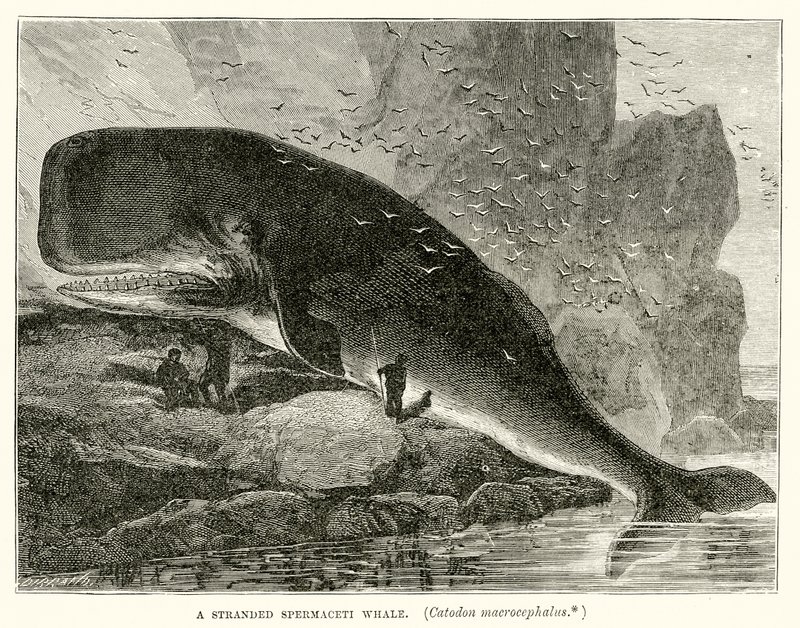 Egy sodrott spermaceti bálna (Catodon Macrocephalus) alkotó: English School