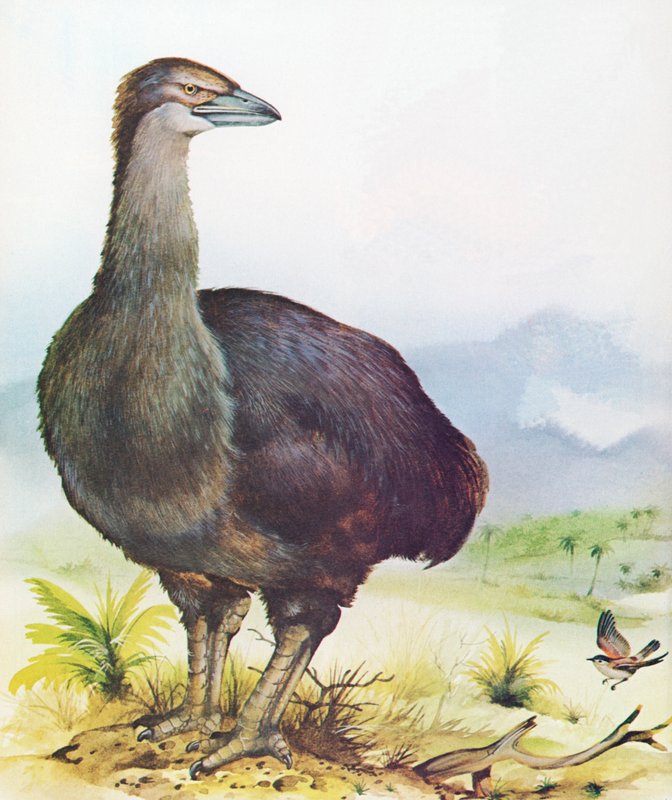 Madagaszkár elefántmadárja alkotó: English School