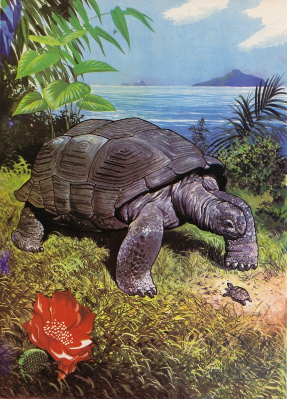 Óriásteknős a Galápagos-szigeteken alkotó: English School