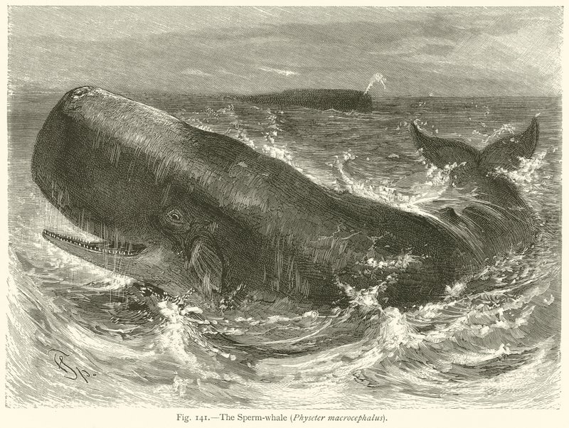 A spermium bálna (Physeter Macrocephalus) alkotó: English School