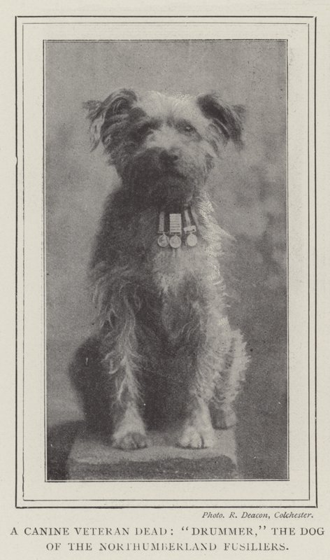 Egy kutya veterán halott, dobos, a Northumberland Fusiliers kutyája alkotó: English Photographer