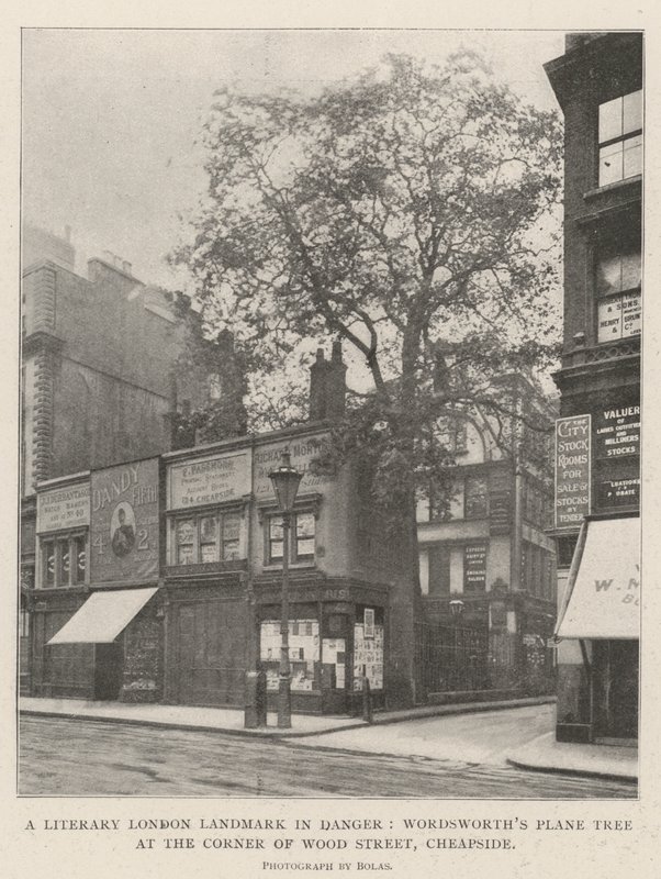 Veszélyben lévő londoni irodalmi nevezetesség, Wordsworths platán a Wood Street sarkán, Cheapside alkotó: English Photographer
