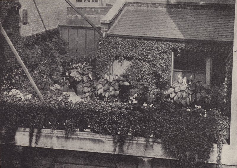 A tetőkert (fekete-fehér fotó) alkotó: English Photographer