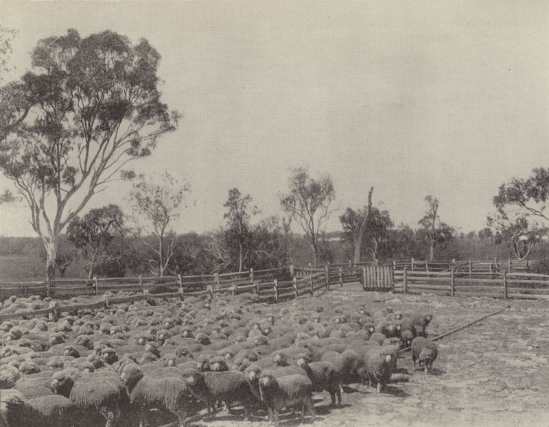 Egy Sheep állomás Dél-Queenslandben alkotó: English Photographer