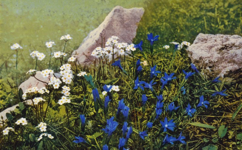 Alpesi virágok: Pumila (színes fotó): Androsace Chamaejasme és Gentiana Pumila (színes fotó) alkotó: English Photographer
