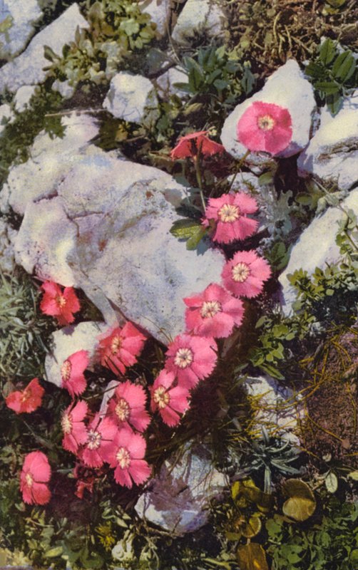 Alpesi virágok: Dianthus Alpinus (színes fotó) alkotó: English Photographer