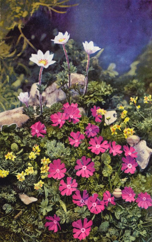 Alpesi virágok: (középen) és Anemone Baldensis (hátul) (színes fotó). alkotó: English Photographer