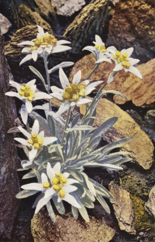 Alpesi virágok: Alpinum (színes fotó). alkotó: English Photographer