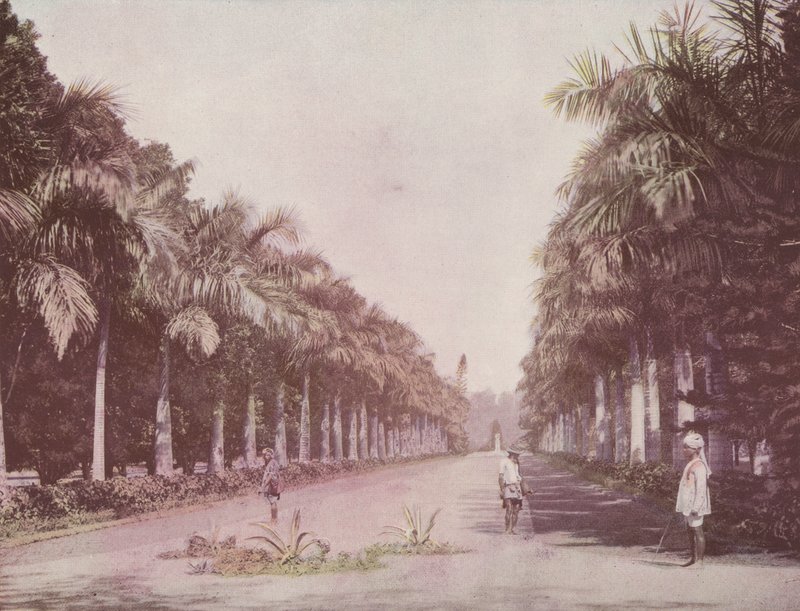 Avenue of Palms, Botanical Gardens, Calcutta (színes fotó) alkotó: English Photographer