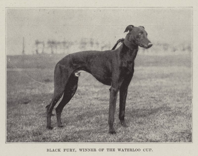 Black Fury, a Waterloo Kupa győztese alkotó: English Photographer