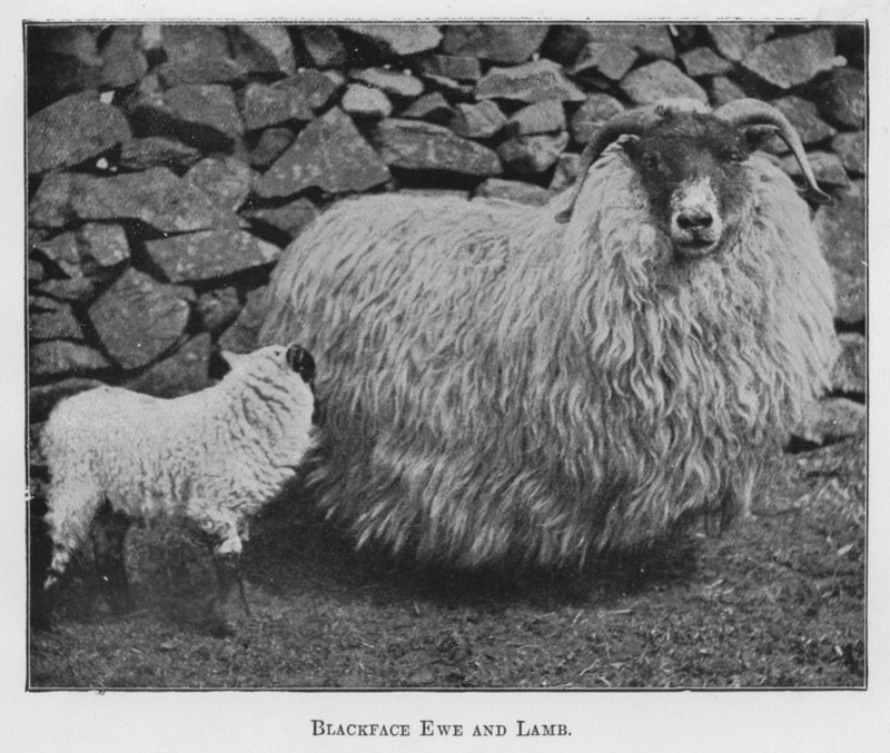 Blackface Ewe and Lamb (f/w fotó) alkotó: English Photographer