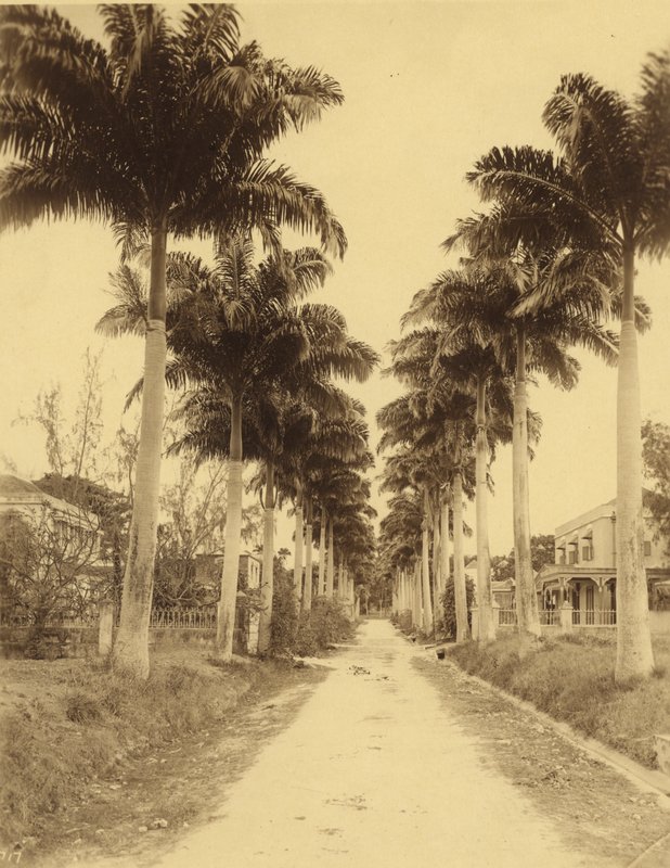 Bridgetown, Barbados, A Avenue of Palms alkotó: English Photographer