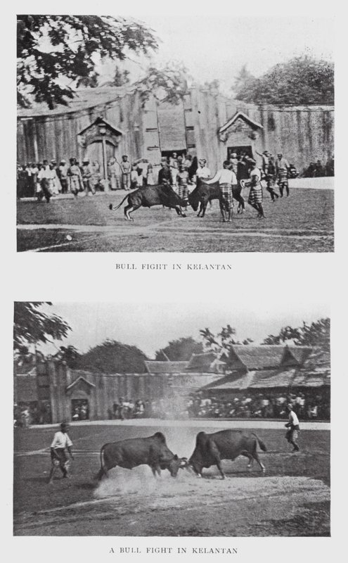 Bikaviadal Kelantanban (f/w fotó) alkotó: English Photographer