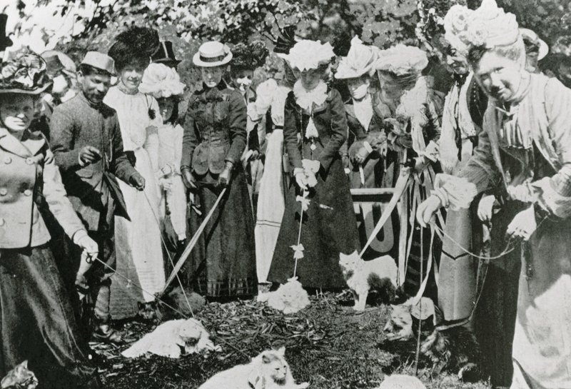 Macskabemutató a királyi botanikus kertben, Westminsterben, 1900-ban alkotó: English Photographer