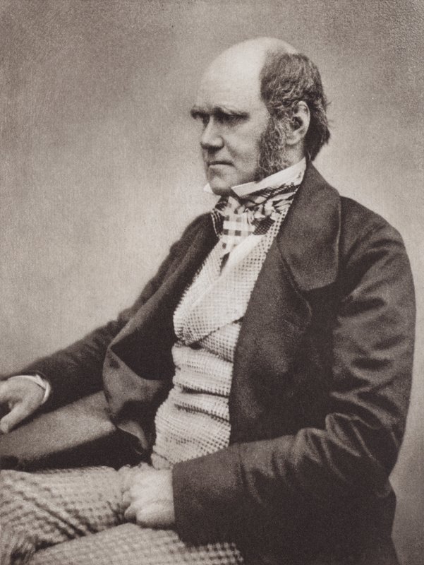 Charles Darwin, portré, 1854 körül, a Maull  Fox fotójáról (fekete-fehér fotó) alkotó: English Photographer