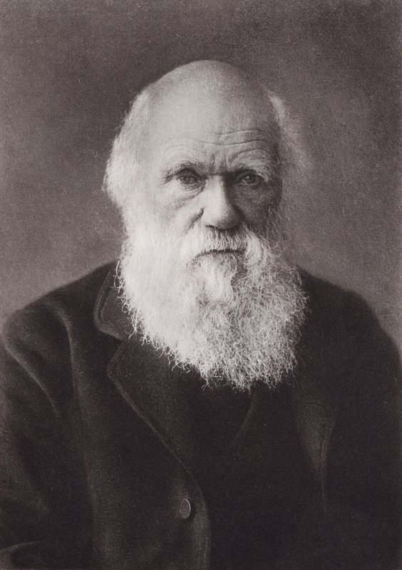 Charles Darwin, portré, 1880 (f/w fotó) alkotó: English Photographer